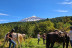 Paseo a Caballo para dos (Icod de los Vinos, Tenerife)