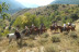 Ruta a Caballo (Llavorsí, Lleida)