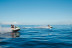 Moto de Agua (Tenerife)