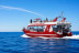 Dolphin Safari: Salida en Barco con Avistamiento de Cetáceos (Puerto Rico, Las Palmas)