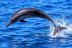 Dolphin Safari: Salida en Barco con Avistamiento de Cetáceos (Puerto Rico, Las Palmas)