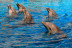 Entrada a Mundomar y Encuentro con Delfines (Benidorm, Alicante)