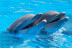 Entrada a Mundomar y Encuentro con Delfines (Benidorm, Alicante)