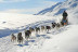 Mushing: Conducción de un Trineo con Perros Siberianos (Vall d'Aran)