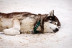 Mushing: Conducción de un Trineo con Perros Siberianos (Vall d'Aran)