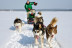 Mushing: Conducción de un Trineo con Perros Siberianos (Vall d'Aran)