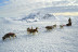 Mushing: Conducción de un Trineo con Perros Siberianos (Vall d'Aran)