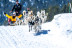 OFERTA Mushing: 3 Km de Paseo en Trineo tirado por Perros y Seguro en Grandvalira (Andorra)