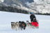 Mushing: Excursión en Trineo por el Bosque de Dossau (Vall d'Aran, Lleida)