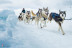 Mushing por la Senda de los Osos (Vall d'Aran, Lleida)