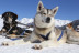 Mushing por la Senda de los Osos (Vall d'Aran, Lleida)