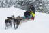 Mushing por la Senda de los Osos (Vall d'Aran, Lleida)