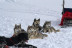 Mushing por la Senda de los Osos (Vall d'Aran, Lleida)