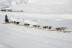 Mushing por la Senda de los Osos (Vall d'Aran, Lleida)