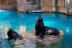 Entrada a Mundomar y Nadar con Leones Marinos (Benidorm, Alicante)