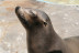 Entrada a Mundomar y Nadar con Leones Marinos (Benidorm, Alicante)