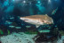 Sumérgete entre Tiburones (Barcelona)