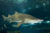 Sumérgete entre Tiburones (Barcelona)
