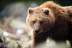 OFERTA EXCLUSIVA: Entrada Única a Naturlandia, Parque de Animales y Tobotronc para dos (Andorra)
