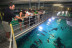 Entrada a Oceanogràfic y Backstage Tour (Valencia)