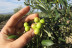 Visita Guiada a OleoAlmanzora con Degustación de AOVE para dos (Pulpí, Almería)