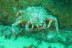 Curso de Iniciación de Buceo Open Water Diver (Lugo)