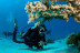 Curso de Buceo Open Water Diver (Tarragona)