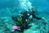 Open Water Diver (Tenerife)