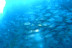 Open Water Diver (Tenerife)