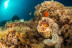 Curso de Open Water Diver (Calella de Palafrugell, Girona)