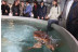 El Otro Lado del Acuario en el Oceanogràfic - No incluye Entrada (Valencia)