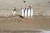 Clase de Paddle Surf (Arguineguín, Gran Canaria)