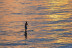 Paddle Surf  (Barcelona)