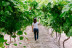 Noche entre Viñedos: Escapada con Desayuno y Visita a Bodega Pago de Tharsys con Cata y Embutidos para dos (L-J) (Valencia) 