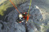 Vuelo Panorámico en Parapente desde los Altos de la Sierra (Segovia)