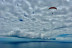 Vuelo en Parapente en Tenerife Sur (Adeje, Santa Cruz de Tenerife)