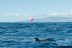 Parascending (Tenerife)