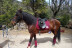 Ruta a Caballo con Fotos (Saldes, Barcelona)