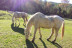Ruta a Caballo con Fotos (Saldes, Barcelona)