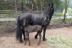 Ruta a Caballo con Fotos (Saldes, Barcelona)
