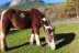 Ruta a Caballo con Fotos (Saldes, Barcelona)