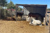 Paseo a Caballo para dos con Opción a Tosta y Bebida (Campo Real, Madrid)