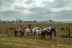 Ruta a Caballo (Villamanrique, Sevilla)