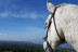 Paseo a Caballo (Icod de los Vinos, Tenerife)