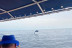 Paseo en Barco por la Costa del Sol con Avistamiento de Delfines (Fuengirola, Málaga) 