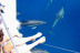 Paseo en Barco por la Costa del Sol con Avistamiento de Delfines (Fuengirola, Málaga) 