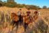 Paseo a Caballo y Visita a Bodega Vinícola de Arganda con Degustación de Vinos y Maridaje para dos (Madrid)