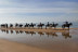 Paseo a Caballo por las playas de Doñana (Mazagón, Huelva)
