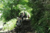 Ruta a Caballo (Llavorsí, Lleida)