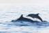 Paseo en Catamarán Freebird para Avistamiento de Ballenas y Delfines con Baño (Costa Adeje, Tenerife)